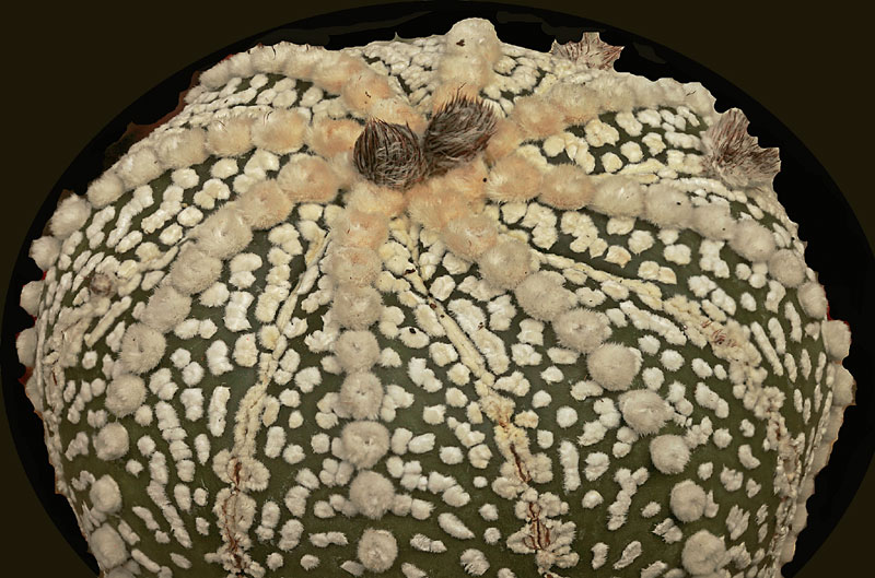 Astrophytum asterias cv. Super Kabuto